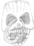 [skull thumnail image]