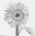[sunflower thumnail image]