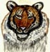 [tiger thumnail image]
