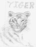 [tiger thumnail image]